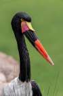 Female Saddle-billed stork Art Print